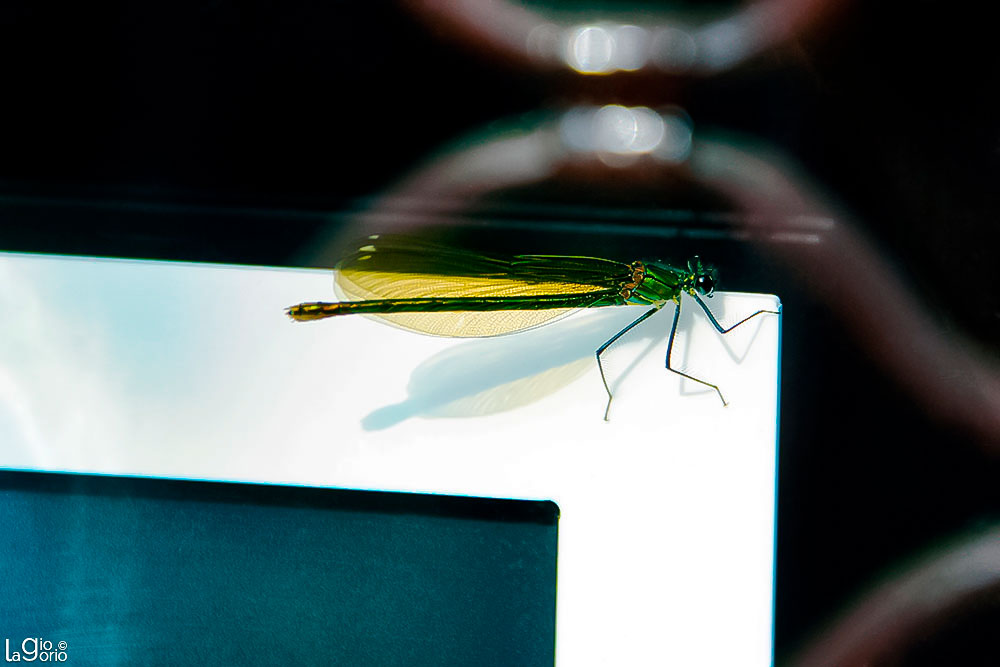 Calopteryx splendens in una vetrina · Paris