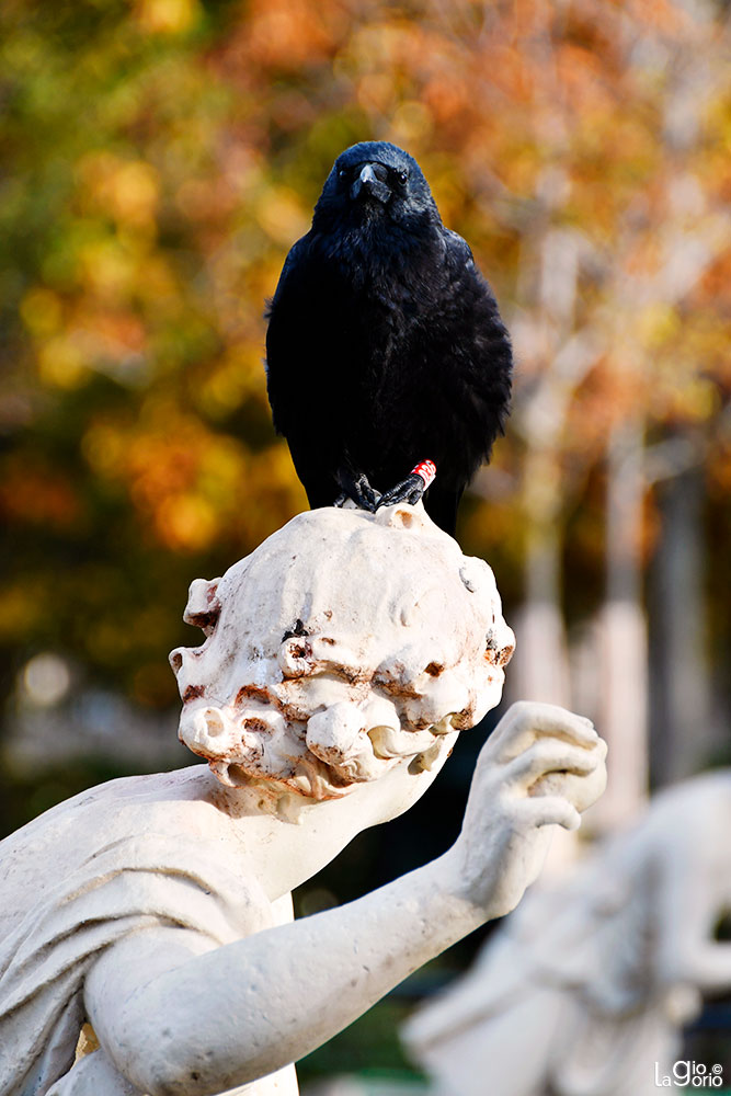Corvus corone · Paris