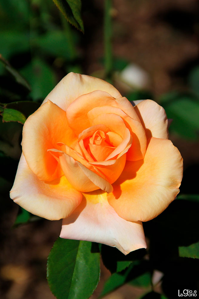 Rosa Hybrida · Peach Tea Rose · Roseraie Princesse Grace · Monaco